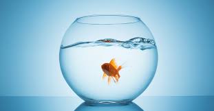 Participant Observation Fishbowl